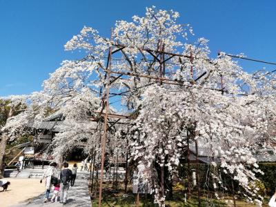 桜づくし…2022年春の花見まとめ