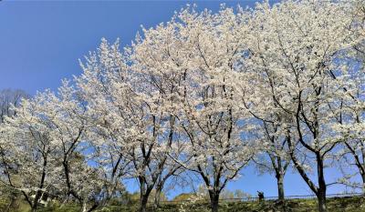 ２０２２年４月、ウオーキングによる神戸の桜だより ″ 奥須磨公園と王子動物園 ″ から！