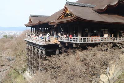 5年振りの京都桜めぐり2日目