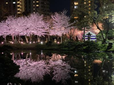 ライトアップされた、広島縮景園の夜桜を見に