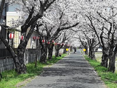 倉敷市茶屋町の鉄道跡地の桜並木
