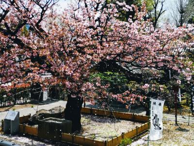 春旅。残花の上野、特別展「空也上人と六波羅蜜寺」トーハク。