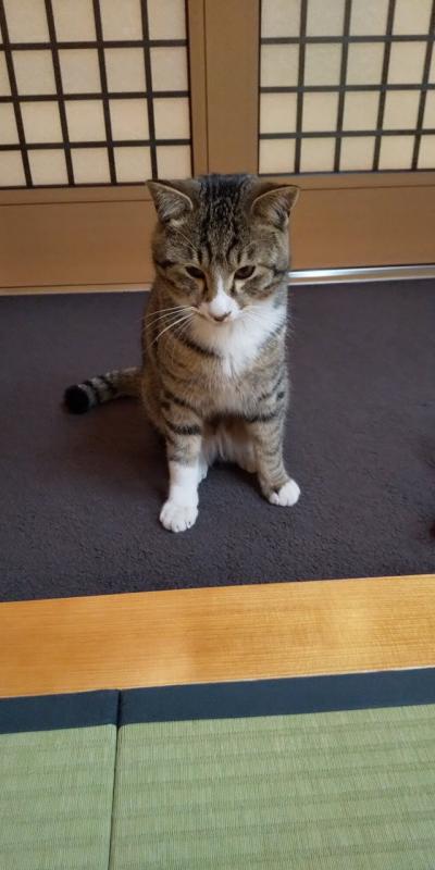 「花いち」行って来ました~ 猫&お部屋&お風呂編