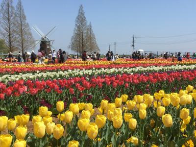 『あけぼの山農業公園のチューリップ』は本当にキレイでした／新大利根橋を渡って千葉県柏市までのサイクリング旅