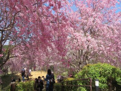 団塊夫婦の桜巡りドライブ・2022京都＆奈良ー(5)丘全体がピンク色に染まる大神神社・大美和の杜展望台
