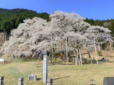 根尾の淡墨桜