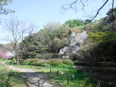小石川植物園を散策しました。