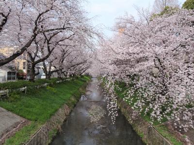 御用水跡街園でお花見散歩