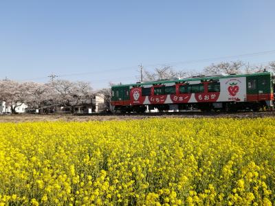 '２２　真岡鉄道 桜さんぽ３　真岡 菜の花と桜と電車～宇都宮みんみんの餃子