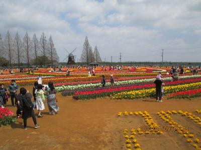 柏市のあけぼの山農業公園・チューリップ・2022年4月