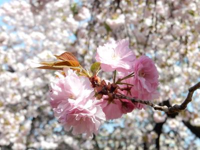 「　春なのに　夏日の【新宿御苑】　桜　さくら　サクラ　めぐり　」　2022
