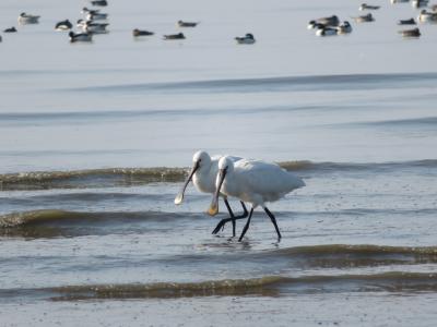 九州で子連れ鳥見旅行！東よか干潟で最後のバードウォッチング