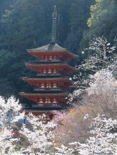 団塊夫婦の桜巡りドライブ・2022京都＆奈良ー(6)桜もきれいだった長谷寺