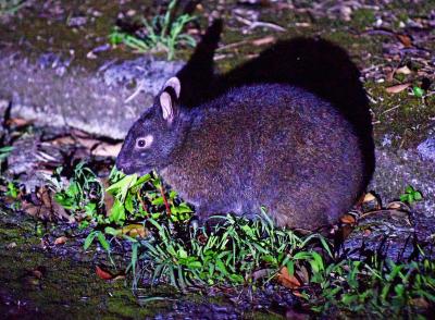 ルリカケス、アマミノクロウサギなど希少な生物が棲む奄美大島：新世界遺産の島で観光と写真撮影