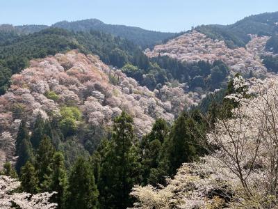 週末奈良！吉野山の千本桜と世界遺産の旅