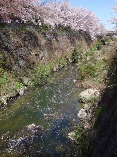 今年も山崎川のお花見ができました。きれいに咲いていました。