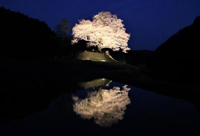 備後北部桜巡り蓮照寺の枝垂れ桜と神宮寺跡の江戸彼岸桜