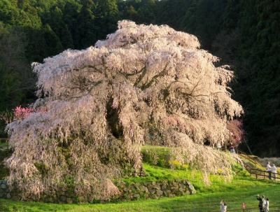 団塊夫婦の桜巡りドライブ(2022ハイライト）ー想像以上に立派だった奈良県・又兵衛桜
