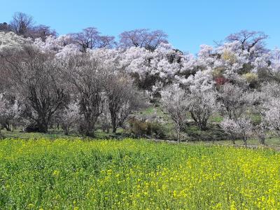 2022 花見山公園・開成山公園の桜（一目千本桜はまだつぼみ）