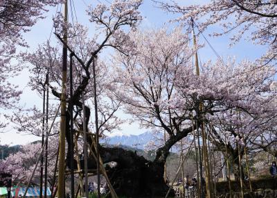 2022.4 満開の桜を訪ねて山梨へ（1）～山高神代桜、わに塚の桜