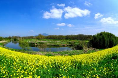 小貝川の菜の花・三度（みたび）