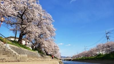 2022年桜だより・久御山東一口巨椋池排水機場前川堤桜並木・１