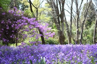 2022年春の京都　京都府立植物園と東洋亭