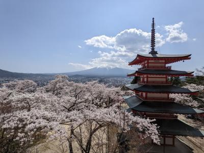 富士山ビュー特急特別車両と新倉山浅間公園の桜、富士山展望の湯 ゆらり