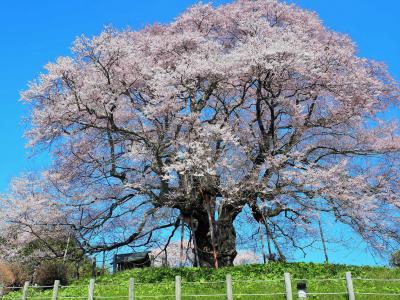 岡山県下一、圧巻の醍醐桜！