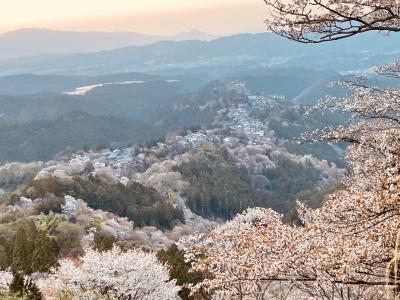 観桜期、吉野へ。今日は、御室桜と原谷苑も　桜紀行2022　second-1