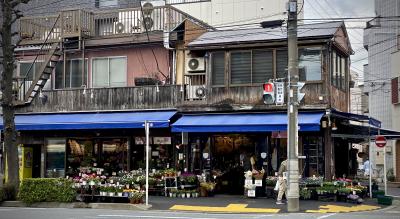 完全帰国後の日本を、興味津々で...気になるものを探して見たりして...（枝垂桜とか、お花屋さんとか／横浜市）