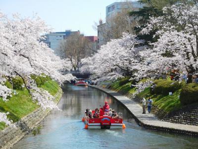 松川べりの満開の桜と魚津埋没林博物館（越中・上越の春を巡る旅2022【１】）