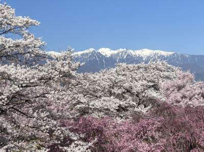 桜と雪のアルプス　安曇野　麻績村の春爛漫の旅( 長峰荘　)