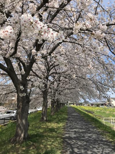 桜並木とこいのぼり