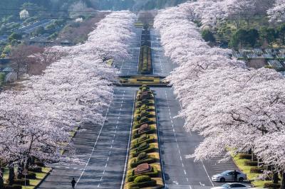 2022年桜のドライブへ