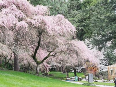 バンデューセン植物園　4月の花図鑑