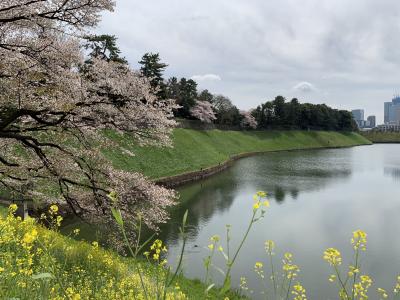 おっかさん、ここが東京三大桜名所だよ　皇居・目黒川・上野