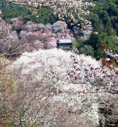 団塊夫婦の桜巡りドライブ(2022ハイライト)ー一目千本も見頃・念願の吉野山へ