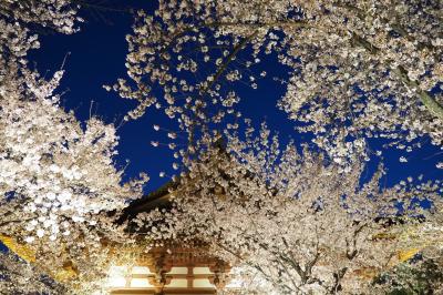 久しぶり♪旅空で桜を仰ぎ見る＊2022春 滋賀＆京都へ〈東寺夜桜〉豪華絢爛☆宵空桜絵巻