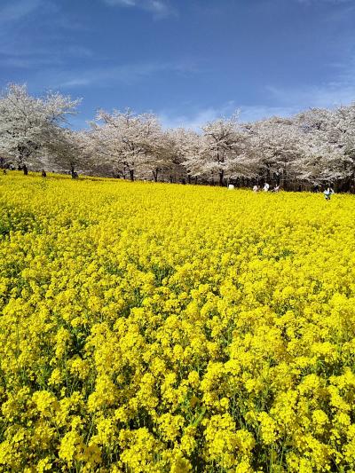 2022.春 法師温泉 長寿館と赤城南面千本桜まつり