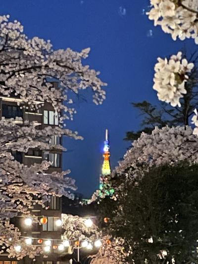 仙台さくら咲く公園散歩