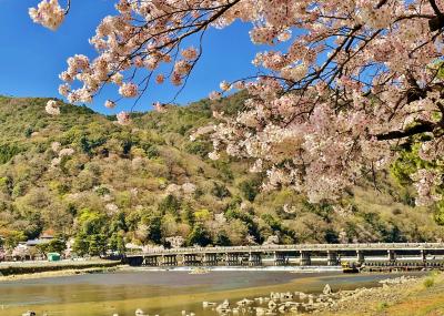 桜満開の京都へ華やかな春を満喫♪1日目