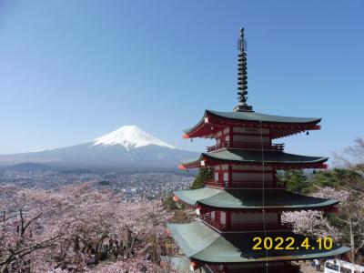 山梨桜めぐり（新倉富士浅間公園、鳴沢氷穴、富岳風穴、紅葉台、忍野八海、道志）