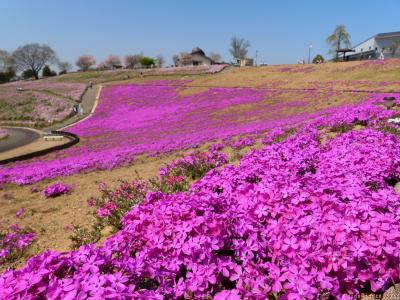 「八王子山公園」の芝桜と桜_2022_4月9日、芝桜は咲き揃い始め、桜は散り進み中でした（太田市）