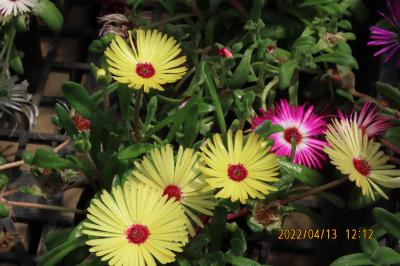 ガーデンセンターを訪問しました②屋外展示