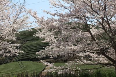 奈良・吉野山のお花見旅行①