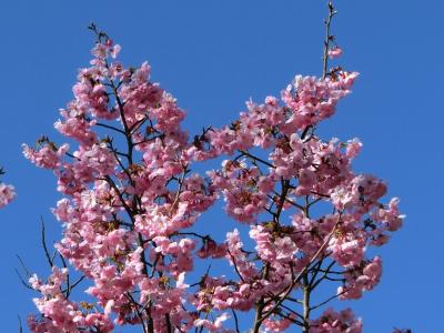 春の陽気に誘われて、大阪万博記念公園・自然文化園で、早咲きの桜（陽光桜・神代曙・彼岸桜・寒緋桜・河津桜）を楽しむ。（2022）