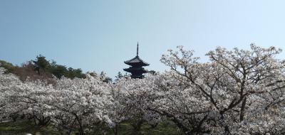 京都・琵琶湖桜紀行