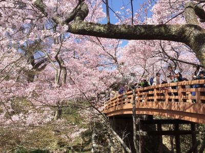 花の伊那　信州伊那高遠さくら祭り I