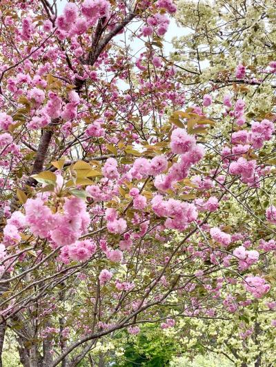 ギリギリセーフ！圓光寺の枝垂れ桜(2022.4.14訪問)